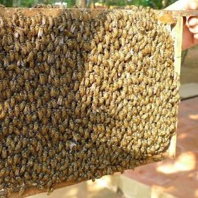 Mật ong Hoa nhãn nhà nuôi tại Châu Thành - Đồng Tháp giá sỉ