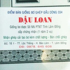chuyên chồi giống bơ 034 thuần chủng không lai tạo - vườn bơ đầu dòng dậu loan giá sỉ