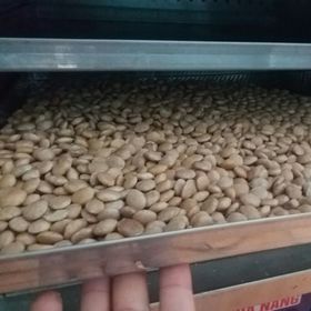 Nhân trắng Sachi sấy giòn giá sỉ, Hạt Sachi vua các loại hạt, dinh dưỡng cao, thơm ngon giá sỉ
