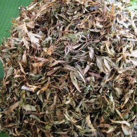 Lá Đinh lăng khô làm trà làm gối giá sỉ lá đinh lăng nếp khô giá sỉ