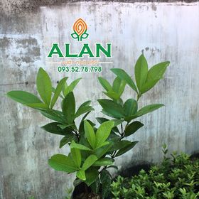 Tại sao nên chọn mua ngay Giống cây Cherry Brazil tại ALAN Vườn Nhà Phố giá sỉ
