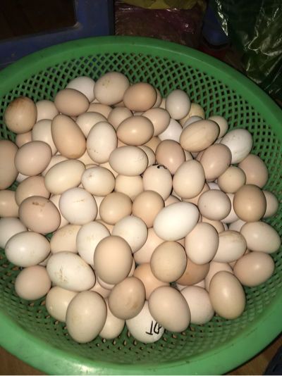 Trứng Ga Ri Con Gia Sỉ Gia Ban Buon Thị Trường Sỉ